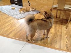 -柴务处·柴犬主题狗咖