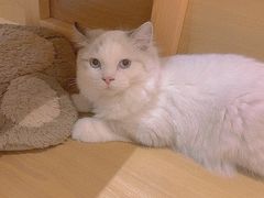 -滚猫咖啡·猫咖·猫友好撸猫(未来城店)