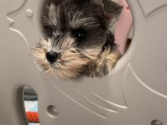 -皮特动物医院(24小时店)