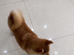 -瑞鹏宠物医院·夜间急症·心超·猫科(祖庙分店)