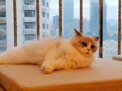 -有喵·猫咖·狗咖·30几只猫10只小狗(岗厦店)