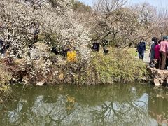 -香雪海