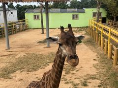 -西霞口神雕山野生动物世界