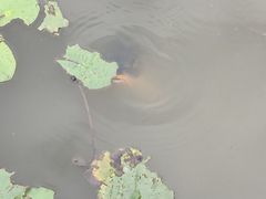 -大湾区中央湿地公园