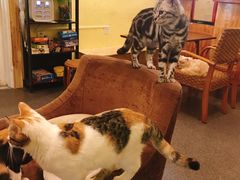 -猫色咖啡·猫咖