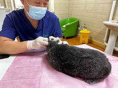 -北京观赏动物医院·24小时大型综合·猫专科·异宠专科