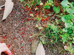 -客乐得玉峰山房车营地