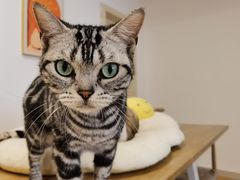 -有喵·猫咖·狗咖·30几只猫10只小狗(岗厦店)