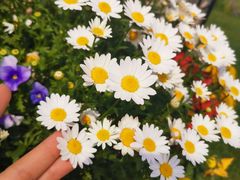 -荷兰花海