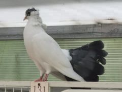 -食家鸽园