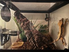 -酷以爬仙阁实体爬宠店·守宫·蜥蜴·专业繁育