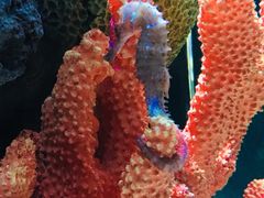 -暹罗海洋世界