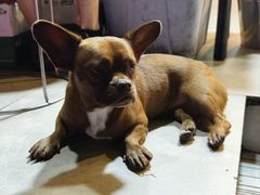 -179甘洛烤猪(总店)