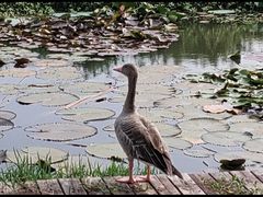 -池杉湖湿地公园