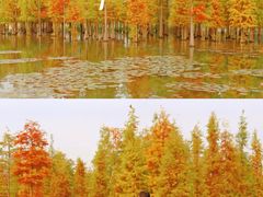 -白鹭湾湿地公园