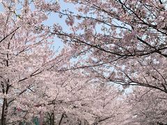 -高东镇樱花园