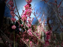 -西北湖绿化广场