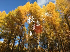 -塞罕坝国家级自然保护区