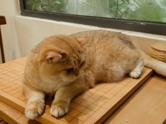 -有猫主题·治愈系猫咖(曾厝垵店)