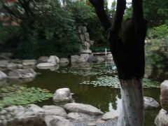 -神仙树公园