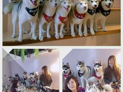 -Husky Go! 哈士奇体验馆·宠物咖啡厅狗咖