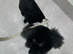 -心仪动物医院·牙专科·肿瘤·心脏科(西客站院)