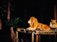 -清迈夜间动物园