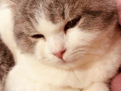-楼上猫咖(罗湖店)
