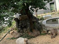 -合肥野生动物园
