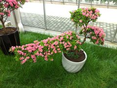 景点-上海鲜花港