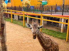 -西霞口神雕山野生动物世界