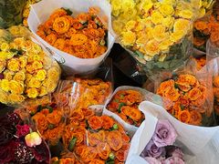 -三圣花乡旅游区