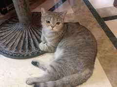 -猫色咖啡·猫咖