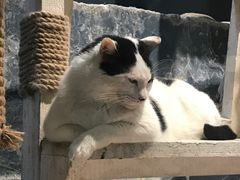 -猫咪博物馆(顶澳仔猫街店)