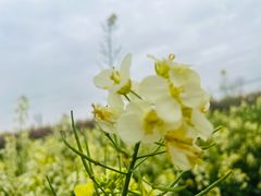 -三圣花乡旅游区