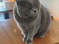 -有猫主题·治愈系猫咖(曾厝垵店)