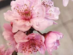 -乡村基(双流时代奥特莱斯餐厅)