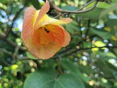 -东寨港红树林旅游区