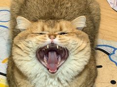 -满记甜品(静安大悦城店)