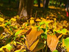 -长春市南湖公园