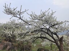 -庹血旺(邑新大道店)