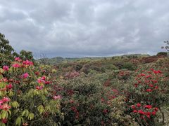 -贵州百里杜鹃风景名胜区