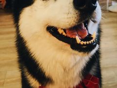 -Husky Go! 哈士奇体验馆·宠物咖啡厅狗咖