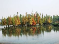 -白鹭湾湿地公园