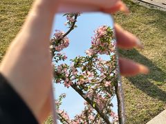 -古琴台