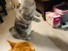 -纳吉亚猫专科动物诊疗中心(蒋宅口分院)