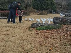 -千岛湖石林