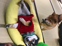 -逗柴咖啡屋·狗咖猫咖宠物桌游
