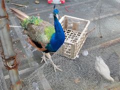 -福建鲤鱼洲酒店