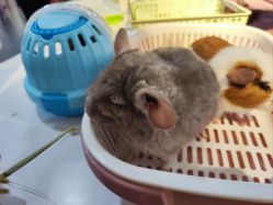 -Moni星球萌宠·小马宝莉·灵蛇·高端高阶全萌宠互动体验俱乐部(红豆国际广场店)